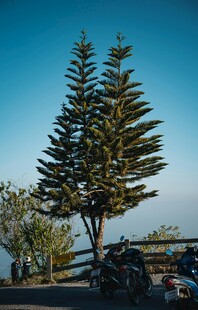 挺拔松树旁的休闲场景