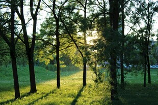 林间晨光 绿意盎然美景