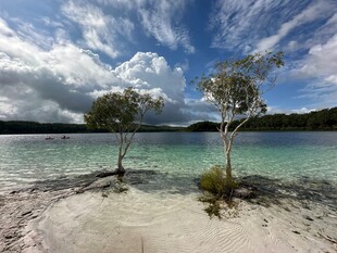 海边孤树与澄澈水域景观