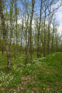 春日林间草地美景
