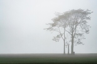 雾中孤树的静谧景象