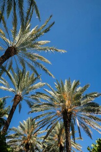蓝天映衬下的棕榈树