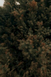 茂密森林中的绿色植物