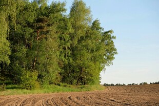 田野旁林立的葱郁树木