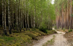 林间小道 漫步自然之境