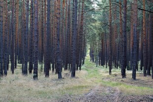 林间小道 静谧的森林风光