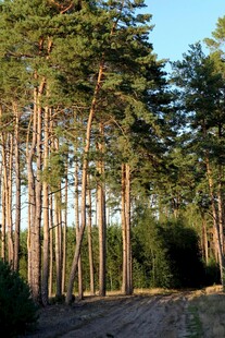 林间土路 挺拔松树环绕