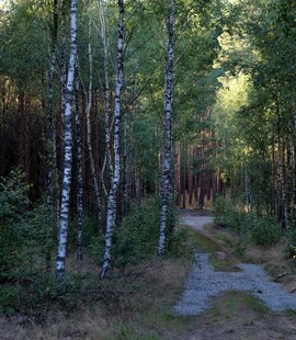 林间小道 阳光洒落桦树林