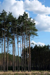 蓝天白云下的挺拔松树林