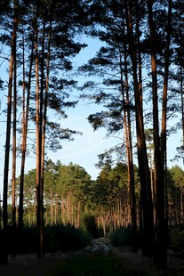 林间小道 静谧的松林风光