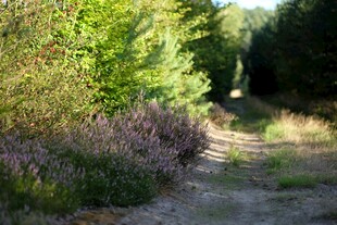 林间小径 自然静谧之景