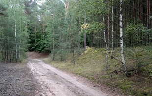 林间土路 静谧森林景致
