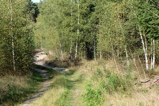 林间小径 绿意盎然的自然路