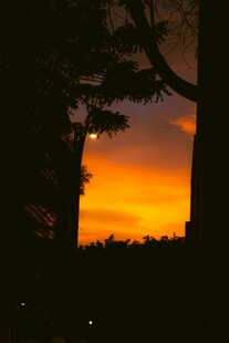 夕阳下的树木剪影