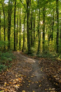 林间小径 秋意盎然的森林
