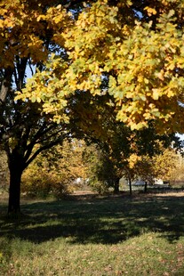 秋日金黄树木下的景致