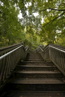 林间石阶 通往自然深处