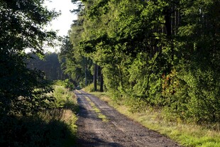 林间幽径 自然静谧之景