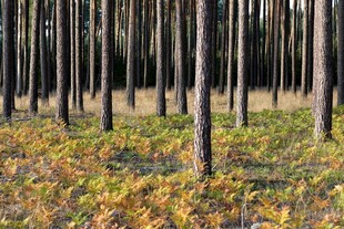 秋日松林中的斑斓景致
