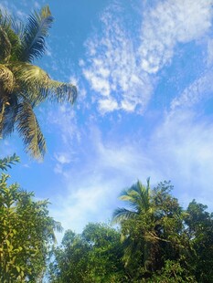 蓝天椰树间的自然美景