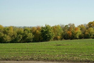 秋日绿野与彩色树林