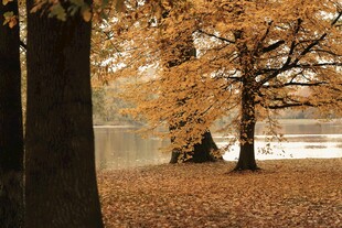 秋日湖畔 金黄树木与落叶