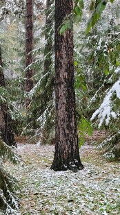 雪覆森林中的高大树木