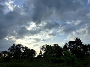 乌云笼罩下的树林