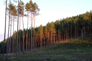 夕阳下的挺拔树林