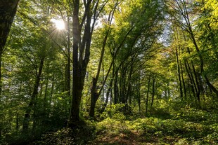 阳光洒落的茂密森林