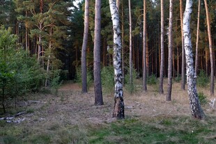 林间白桦树的静谧景致