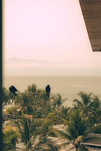 海边景观中的绿植与飞鸟