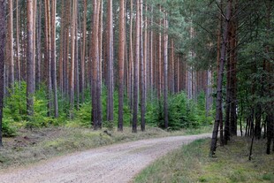 林间蜿蜒小路 绿意盎然