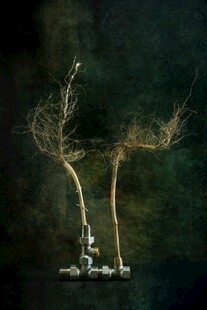 梦幻植物雕塑艺术造型