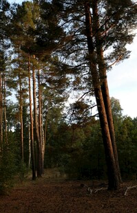 林间静谧小道 树木葱茏