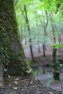 森林中古老树干与静谧溪流