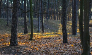 秋日林间光影 落叶铺径