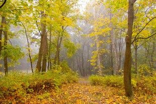 秋日晨雾中的静谧森林