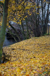 秋日落叶覆盖的河畔美景
