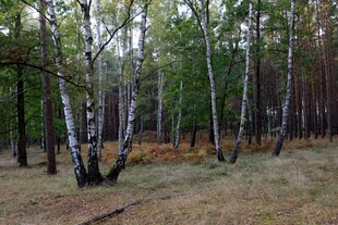 秋日白桦林风景