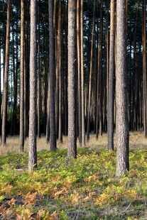 秋日林间的挺拔树木