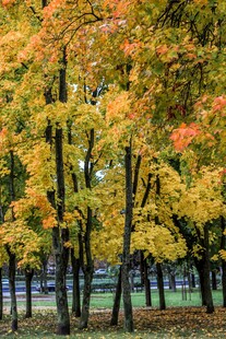 秋日金黄树林美景