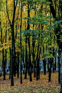 秋日斑斓树林风景