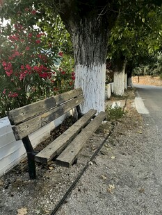 公园树下长椅 静谧景致