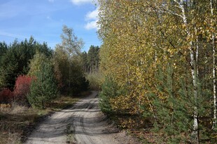 秋日林间小路风景