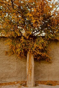 墙边秋树黄叶尽显诗意