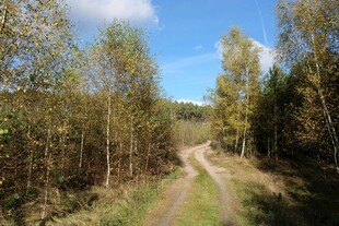 林间小道 秋景如画