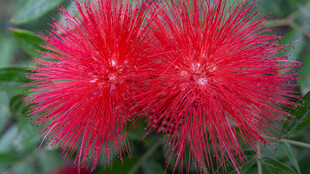 艳丽朱缨花绽放