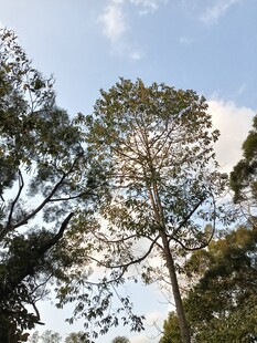 蓝天绿树间的自然景致