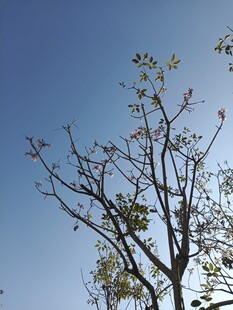 蓝天映衬下的光秃树枝